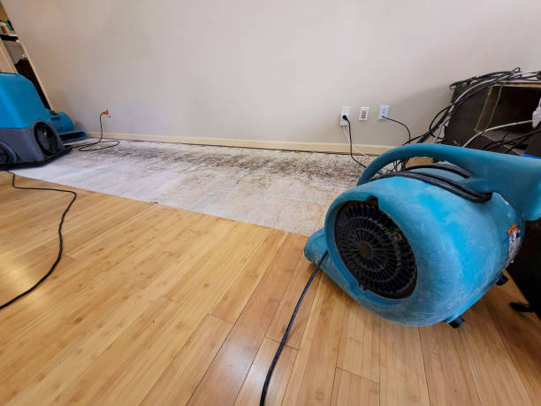 Professional Water Damage Repair technician working in Logan, AL